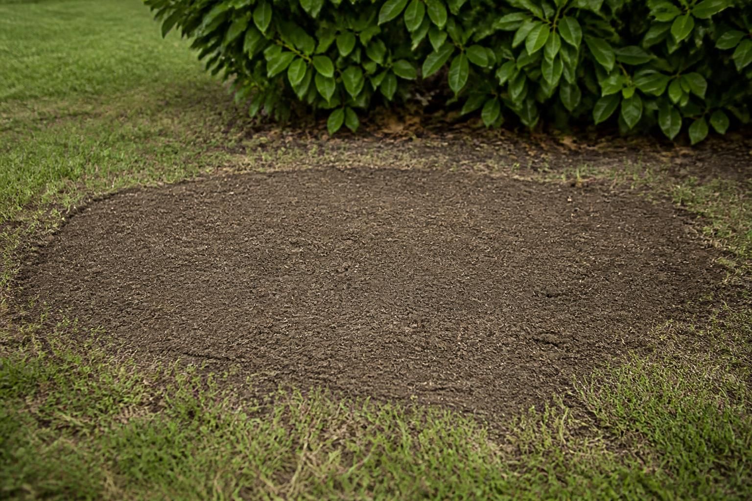 Clean leveled area after stump removal